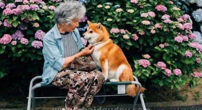 85岁日本奶奶和柴犬这组照片，每一张都是爱！