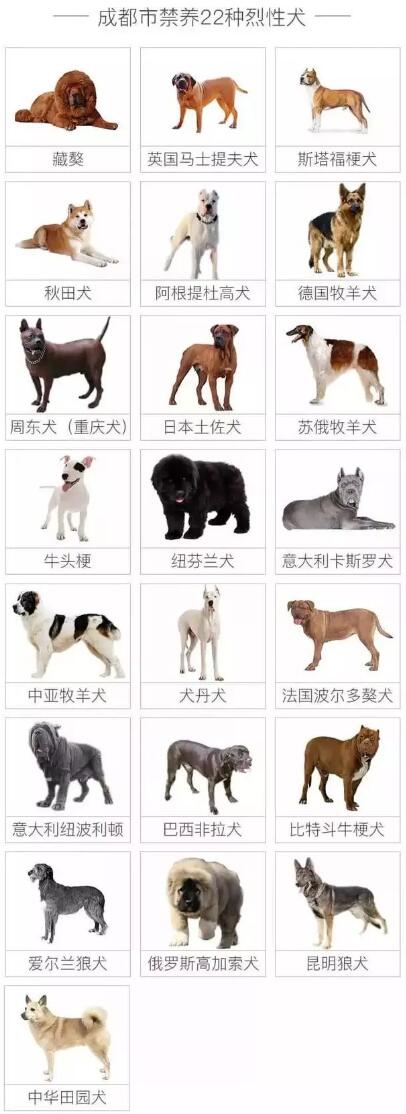 城市禁养的烈性犬.jpg