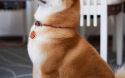 日本柴犬体味大吗，体味重怎么去除？