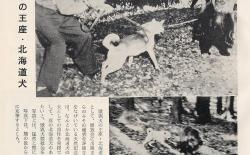 北海道犬读本杂志写真集